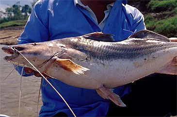 Record photograph for Brachyplatystoma vaillantii